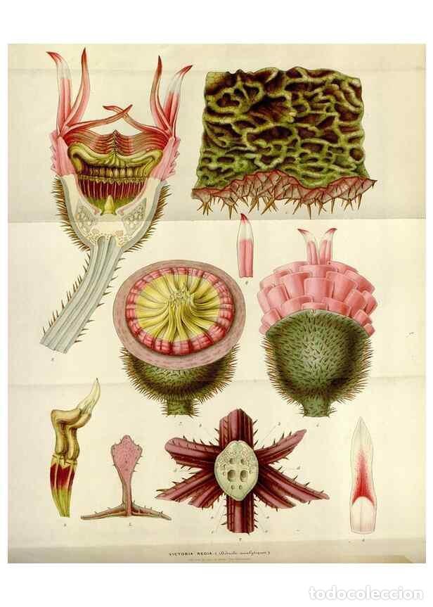 Collection Magazines and Newspapers: Reproducci&oacute;n/Reproduction 49643475656: Flore des serres et des jardins de l'Europe. A Gand :chez Lou