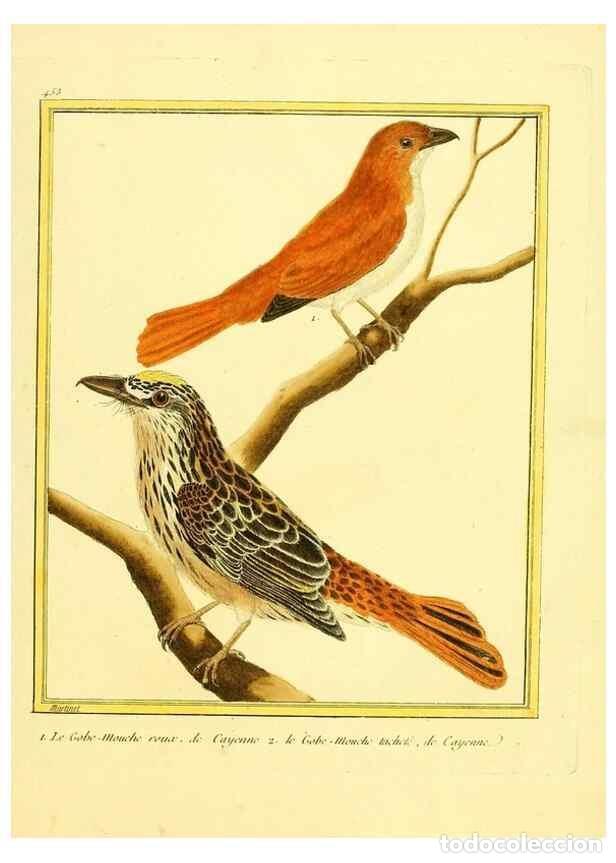 Collection Magazines and Newspapers: Reproducci&oacute;n/Reproduction 49639310908: Planches enlumin&eacute;es d'histoire naturelle. Paris? :s.n.,1765-1