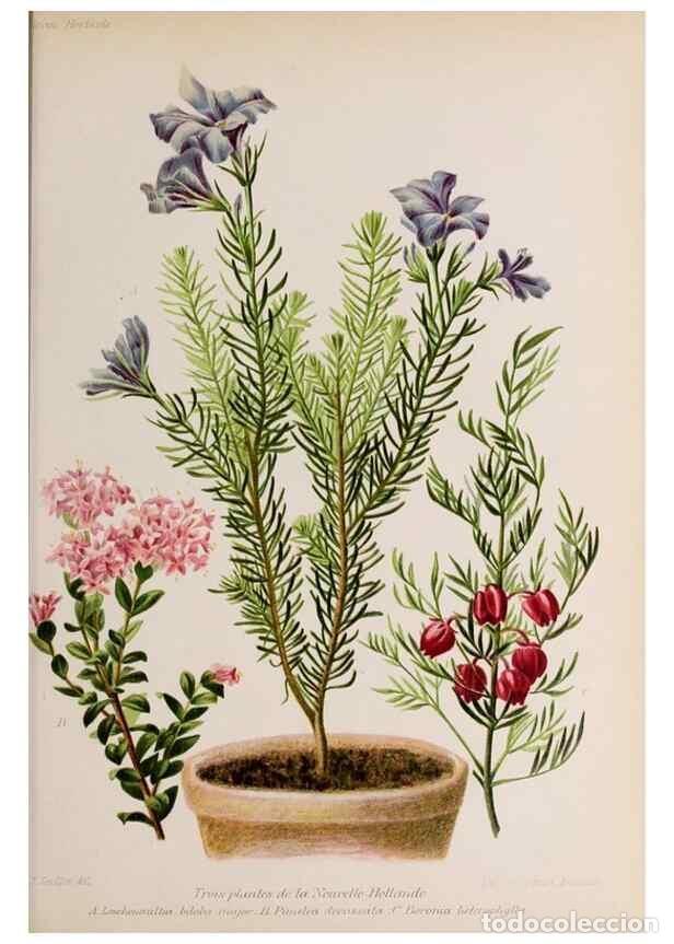 Collection Magazines and Newspapers: Reproducci&oacute;n/Reproduction 49643638781: Revue horticole.. Paris :Librairie agricole de la maison rust