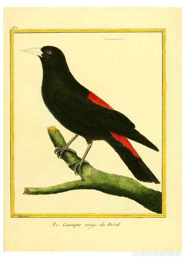 Collection Magazines and Newspapers: Reproducci&oacute;n/Reproduction 49640119047: Planches enlumin&eacute;es d'histoire naturelle. Paris? :s.n.,1765-1