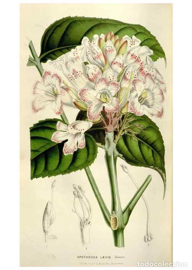 Collection Magazines and Newspapers: Reproducci&oacute;n/Reproduction 49643484771: Flore des serres et des jardins de l'Europe. A Gand :chez Lou