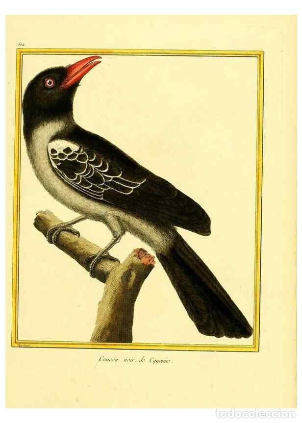 Collection Magazines and Newspapers: Reproducci&oacute;n/Reproduction 49640008761: Planches enlumin&eacute;es d'histoire naturelle. Paris? :s.n.,1765-1