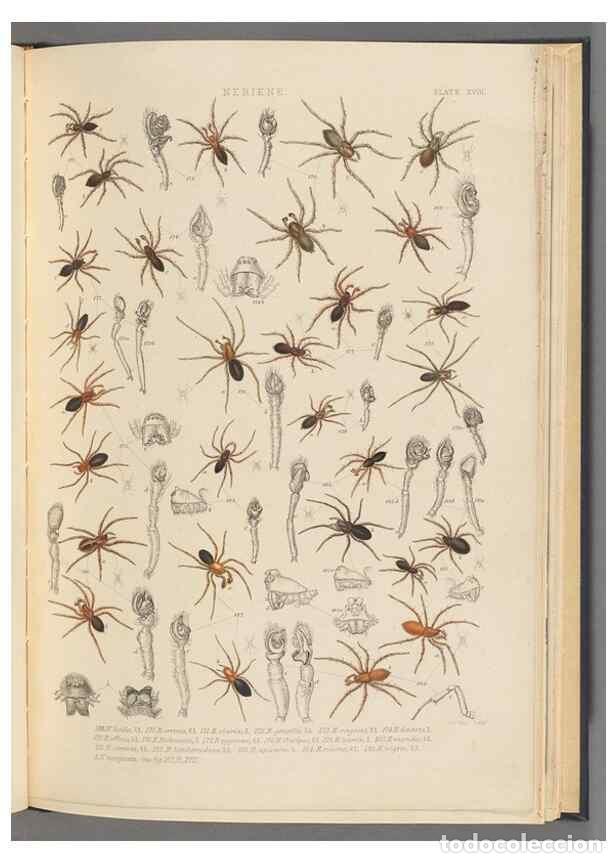Collection Magazines and Newspapers: Reproducci&oacute;n/Reproduction 49643689957: A history of the spiders of Great Britain and Ireland /. Lond