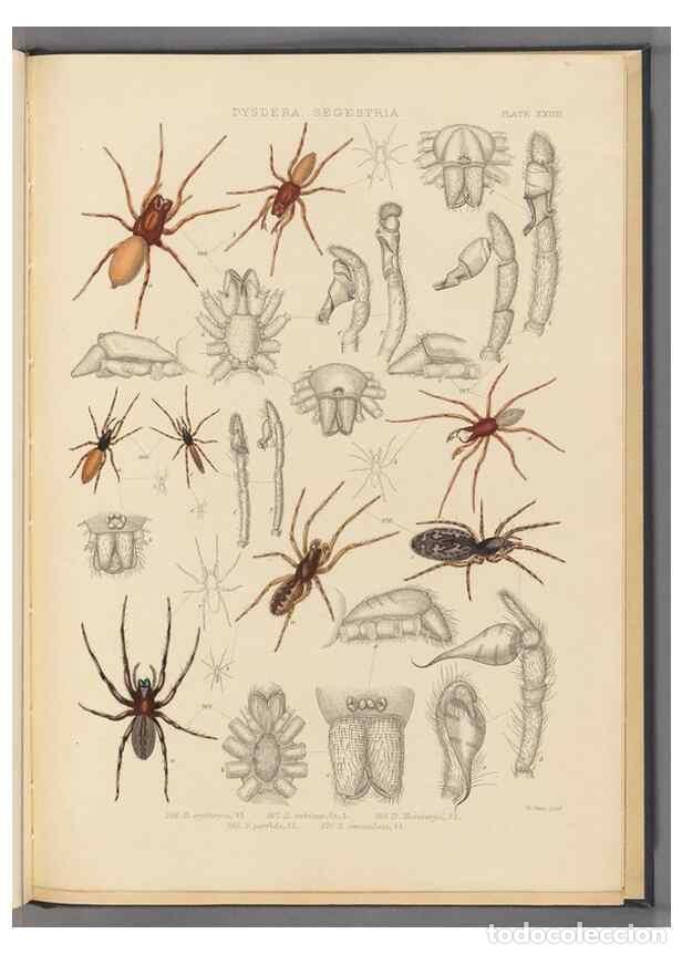 Collection Magazines and Newspapers: Reproducci&oacute;n/Reproduction 49643691587: A history of the spiders of Great Britain and Ireland /. Lond