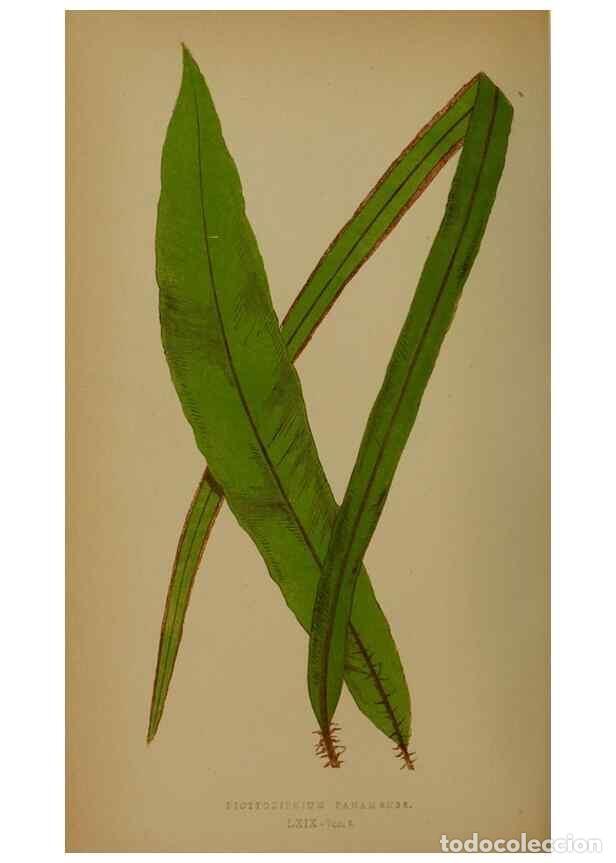 Collection Magazines and Newspapers: Reproducci&oacute;n/Reproduction 49628758222: Ferns: British and exotic.... London,Groombridge and Sons,185