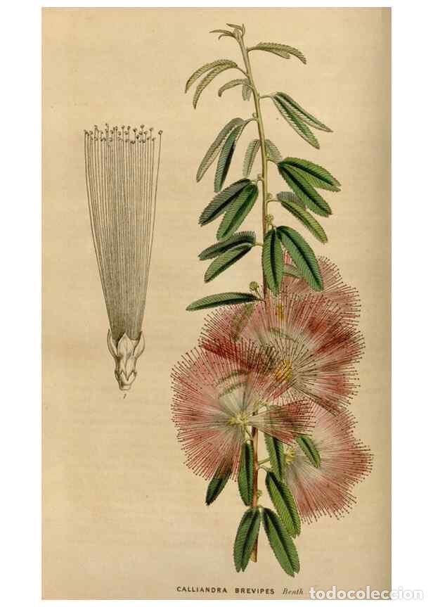 Sammeln von Zeitschriften und Zeitungen: Reproducci&oacute;n/Reproduction 49643738562: Flore des serres et des jardins de l'Europe. A Gand :chez Lou