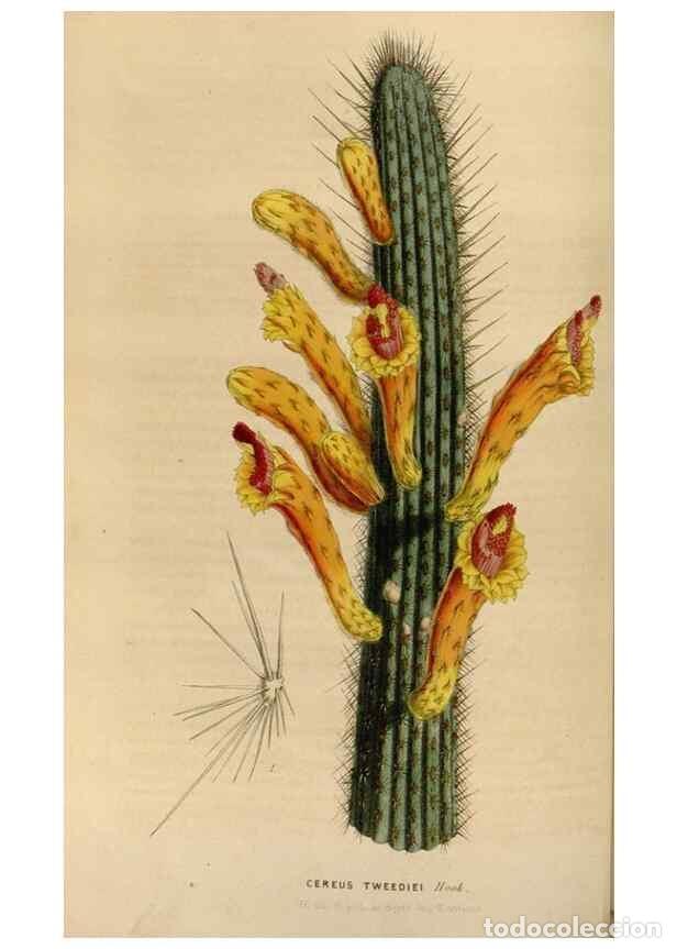 Sammeln von Zeitschriften und Zeitungen: Reproducci&oacute;n/Reproduction 49643465186: Flore des serres et des jardins de l'Europe. A Gand :chez Lou