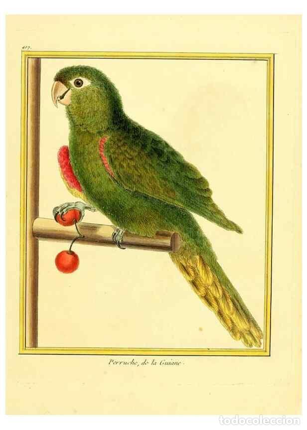 Sammeln von Zeitschriften und Zeitungen: Reproducci&oacute;n/Reproduction 49639821841: Planches enlumin&eacute;es d'histoire naturelle. Paris? :s.n.,1765-1