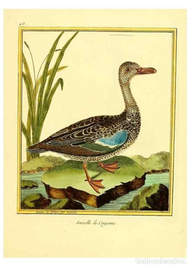 Sammeln von Zeitschriften und Zeitungen: Reproducci&oacute;n/Reproduction 49639820791: Planches enlumin&eacute;es d'histoire naturelle. Paris? :s.n.,1765-1