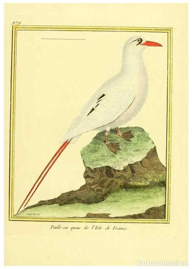 Collection Magazines and Newspapers: Reproducci&oacute;n/Reproduction 49640799687: Planches enlumin&eacute;es d'histoire naturelle. Paris? :s.n.,1765-1