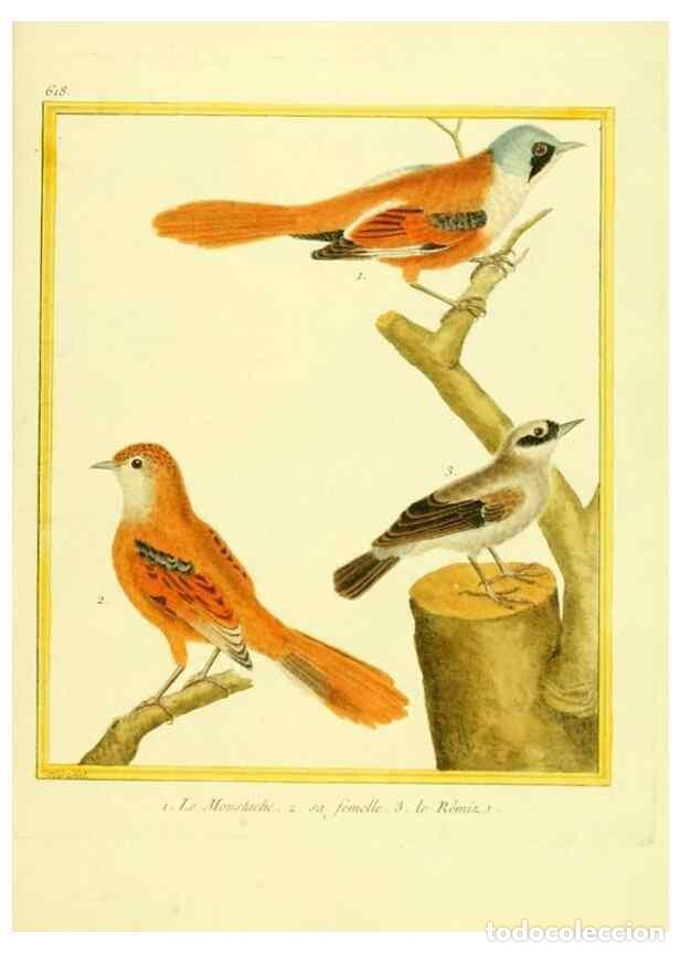 Collection Magazines and Newspapers: Reproducci&oacute;n/Reproduction 49640363412: Planches enlumin&eacute;es d'histoire naturelle. Paris? :s.n.,1765-1