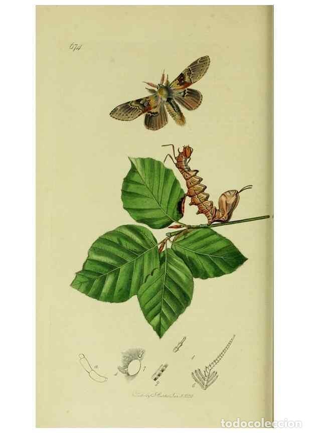Collection Magazines and Newspapers: Reproducci&oacute;n/Reproduction 49640177168: British entomology :. London,Printed for the author,1823-1840
