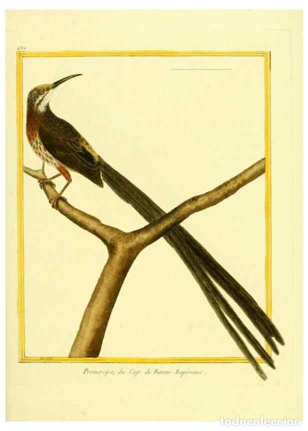 Collection Magazines and Newspapers: Reproducci&oacute;n/Reproduction 49639571168: Planches enlumin&eacute;es d'histoire naturelle. Paris? :s.n.,1765-1