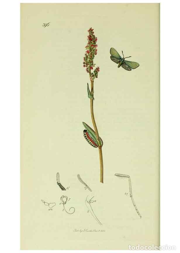 Collection Magazines and Newspapers: Reproducci&oacute;n/Reproduction 49640695011: British entomology :. London,Printed for the author,1823-1840