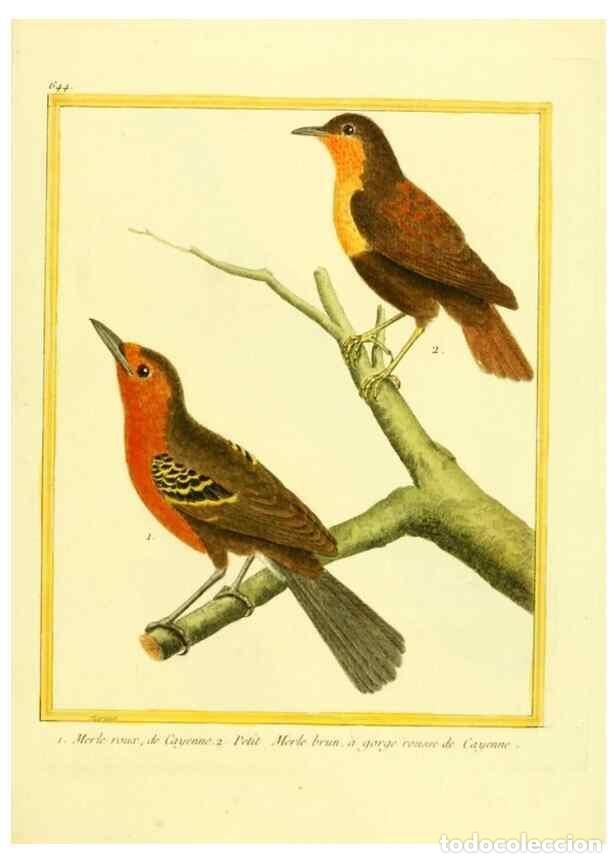 Collection Magazines and Newspapers: Reproducci&oacute;n/Reproduction 49640369317: Planches enlumin&eacute;es d'histoire naturelle. Paris? :s.n.,1765-1