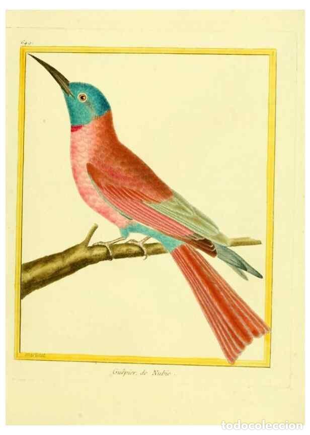 Collection Magazines and Newspapers: Reproducci&oacute;n/Reproduction 49640370562: Planches enlumin&eacute;es d'histoire naturelle. Paris? :s.n.,1765-1