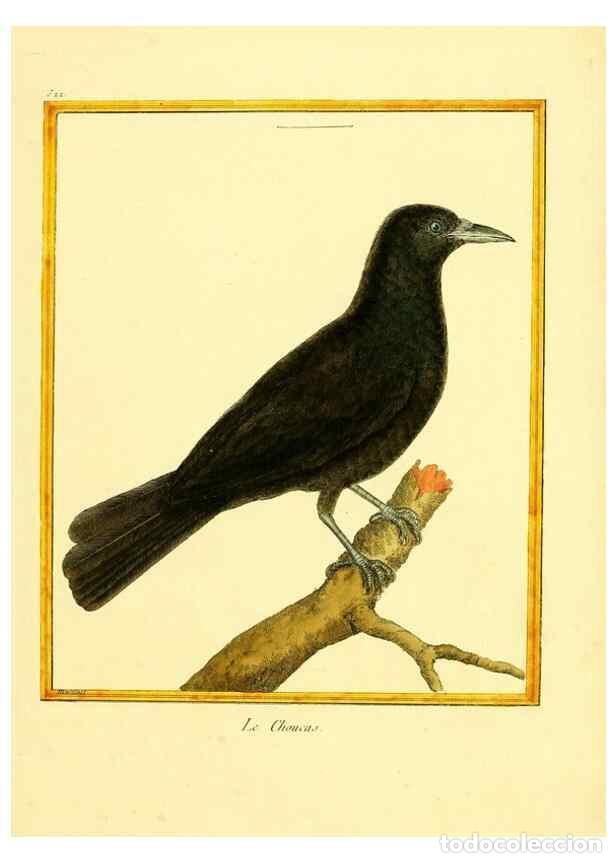 Sammeln von Zeitschriften und Zeitungen: Reproducci&oacute;n/Reproduction 49640011166: Planches enlumin&eacute;es d'histoire naturelle. Paris? :s.n.,1765-1