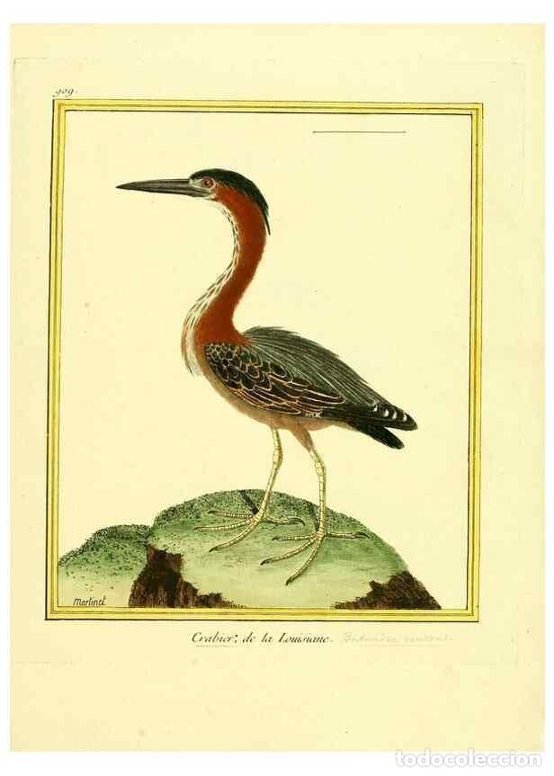 Sammeln von Zeitschriften und Zeitungen: Reproducci&oacute;n/Reproduction 49639982928: Planches enlumin&eacute;es d'histoire naturelle. Paris? :s.n.,1765-1