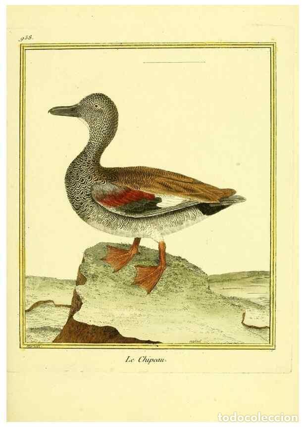 Sammeln von Zeitschriften und Zeitungen: Reproducci&oacute;n/Reproduction 49639997258: Planches enlumin&eacute;es d'histoire naturelle. Paris? :s.n.,1765-1