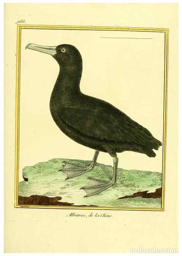 Sammeln von Zeitschriften und Zeitungen: Reproducci&oacute;n/Reproduction 49640522136: Planches enlumin&eacute;es d'histoire naturelle. Paris? :s.n.,1765-1