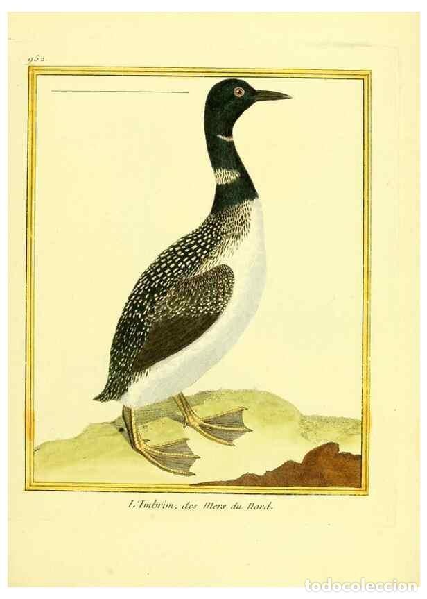 Sammeln von Zeitschriften und Zeitungen: Reproducci&oacute;n/Reproduction 49639995528: Planches enlumin&eacute;es d'histoire naturelle. Paris? :s.n.,1765-1