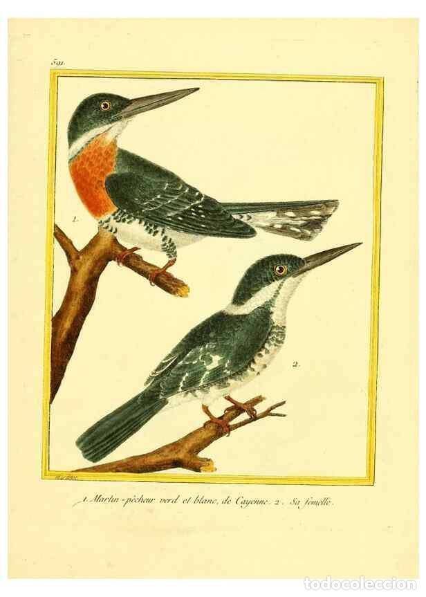 Sammeln von Zeitschriften und Zeitungen: Reproducci&oacute;n/Reproduction 49640303142: Planches enlumin&eacute;es d'histoire naturelle. Paris? :s.n.,1765-1