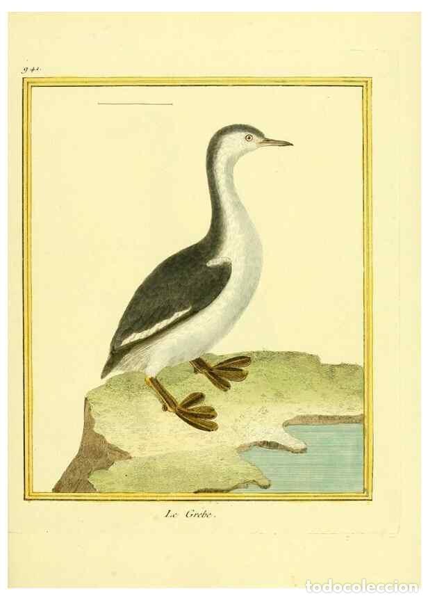 Collection Magazines and Newspapers: Reproducci&oacute;n/Reproduction 49640788577: Planches enlumin&eacute;es d'histoire naturelle. Paris? :s.n.,1765-1