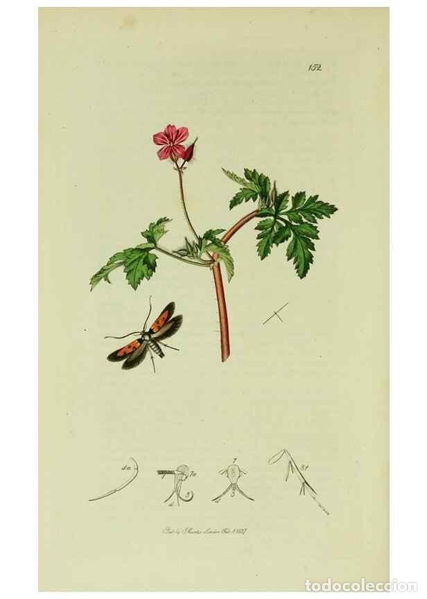 Collection Magazines and Newspapers: Reproducci&oacute;n/Reproduction 49641080557: British entomology :. London,Printed for the author,1823-1840