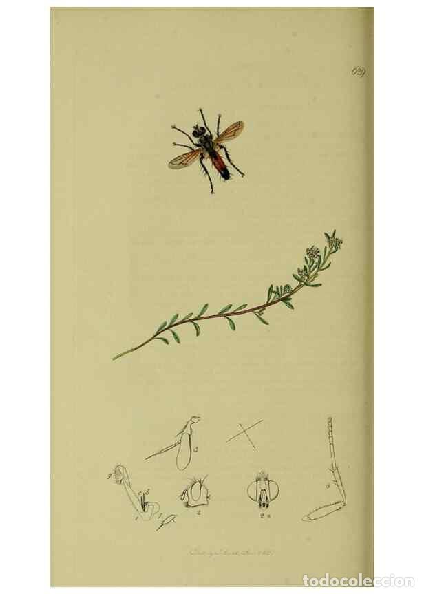Colecionismo de Revistas e Jornais: Reproducci&oacute;n/Reproduction 49641218942: British entomology :. London,Printed for the author,1823-1840