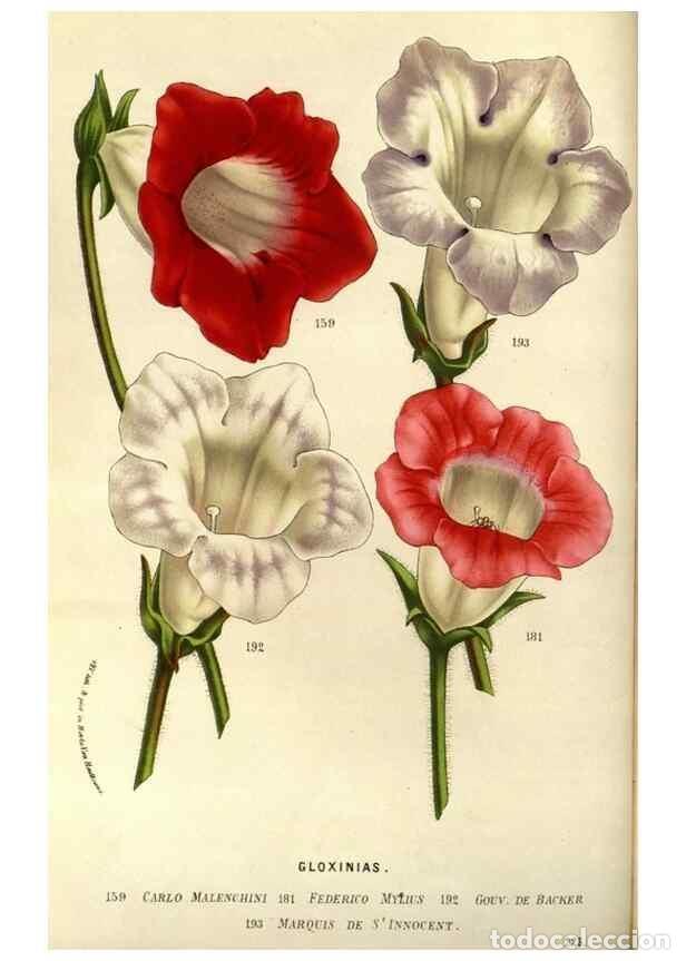 Collezionismo di Riviste e Giornali: Reproducci&oacute;n/Reproduction 49587686261: Flore des serres et des jardins de l'Europe. A Gand :chez Lou