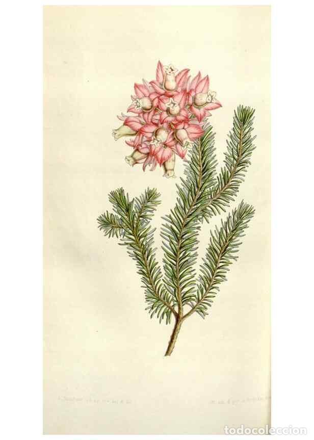 Collezionismo di Riviste e Giornali: Reproducci&oacute;n/Reproduction 49643486196: Flore des serres et des jardins de l'Europe. A Gand :chez Lou