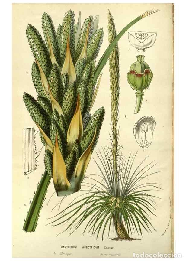 Collezionismo di Riviste e Giornali: Reproducci&oacute;n/Reproduction 49587192813: Flore des serres et des jardins de l'Europe. A Gand :chez Lou