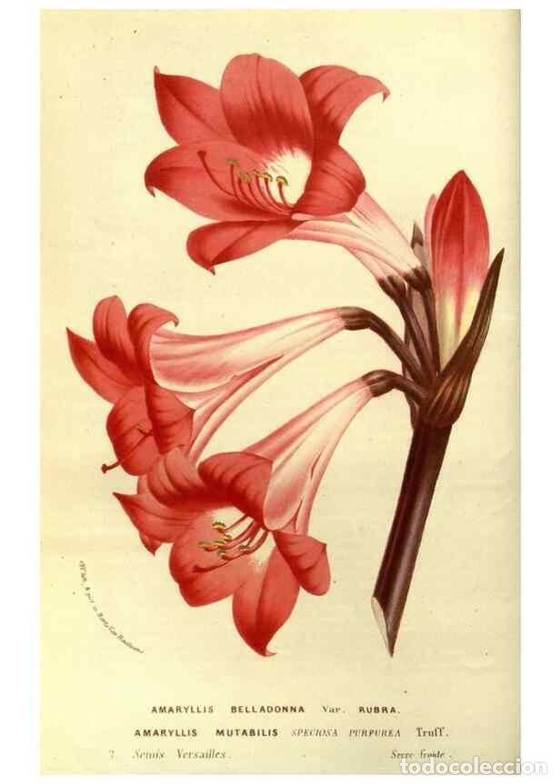 Collezionismo di Riviste e Giornali: Reproducci&oacute;n/Reproduction 49587186668: Flore des serres et des jardins de l'Europe. A Gand :chez Lou