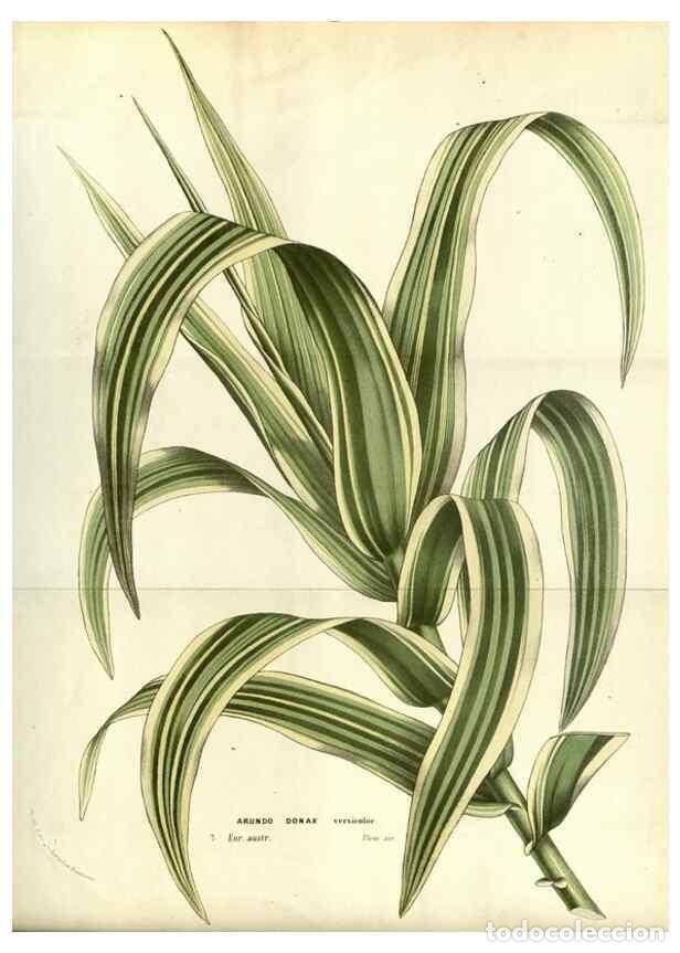 Collezionismo di Riviste e Giornali: Reproducci&oacute;n/Reproduction 49587189168: Flore des serres et des jardins de l'Europe. A Gand :chez Lou