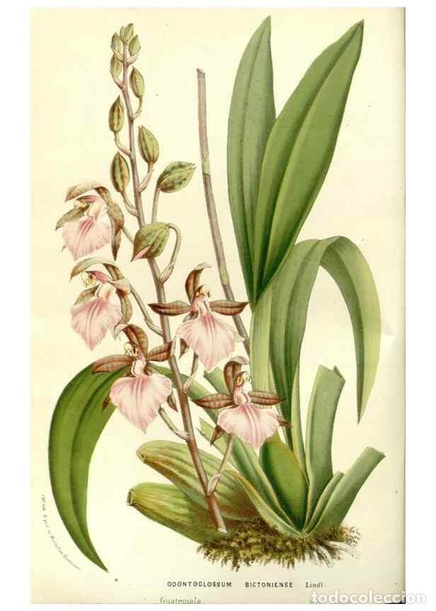 Collezionismo di Riviste e Giornali: Reproducci&oacute;n/Reproduction 49587278513: Flore des serres et des jardins de l'Europe. A Gand :chez Lou