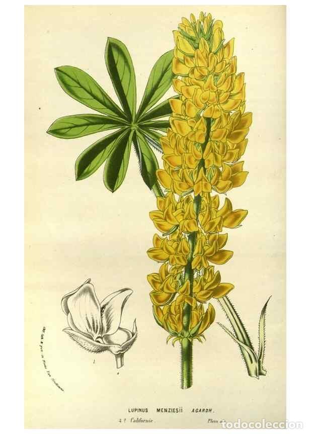 Collezionismo di Riviste e Giornali: Reproducci&oacute;n/Reproduction 49587690486: Flore des serres et des jardins de l'Europe. A Gand :chez Lou