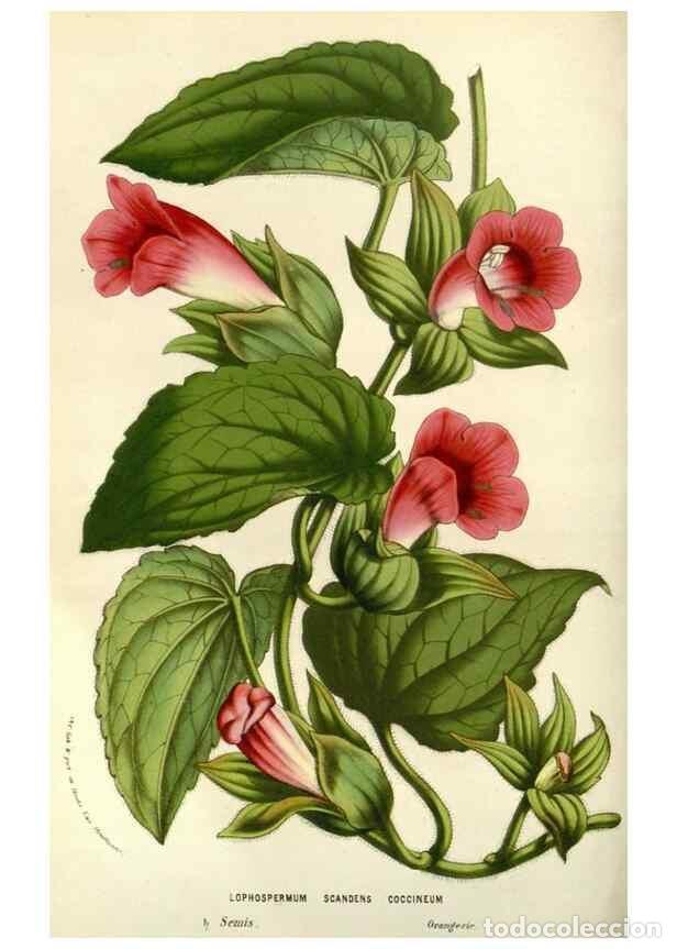 Collectionnisme de Revues et Journaux: Reproducci&oacute;n/Reproduction 49587197458: Flore des serres et des jardins de l'Europe. A Gand :chez Lou