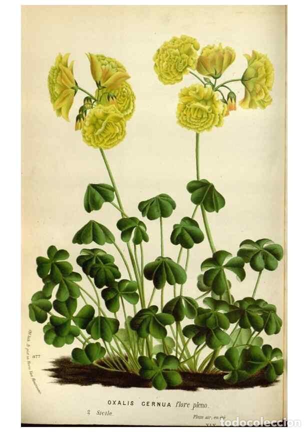 Collection Magazines and Newspapers: Reproducci&oacute;n/Reproduction 49588042531: Flore des serres et des jardins de l'Europe. A Gand :chez Lou