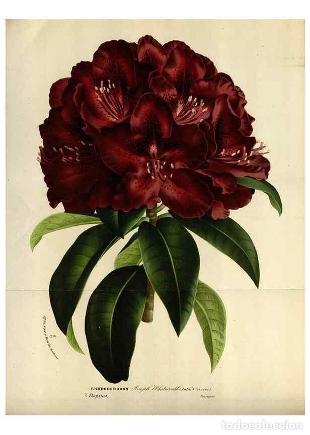 Collection Magazines and Newspapers: Reproducci&oacute;n/Reproduction 49588285487: Flore des serres et des jardins de l'Europe. A Gand :chez Lou