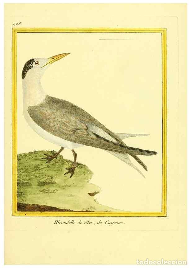 Collection Magazines and Newspapers: Reproducci&oacute;n/Reproduction 49640802392: Planches enlumin&eacute;es d'histoire naturelle. Paris? :s.n.,1765-1