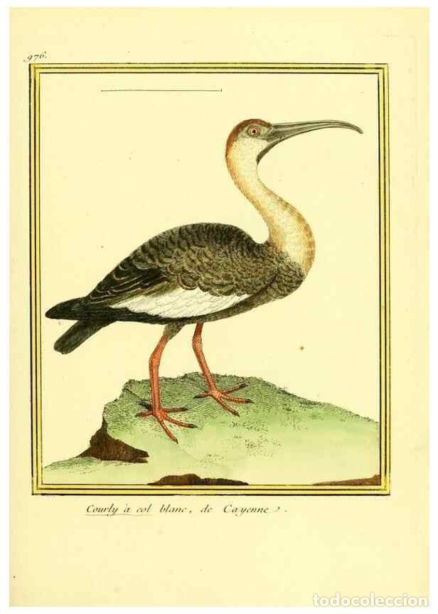 Collection Magazines and Newspapers: Reproducci&oacute;n/Reproduction 49640798342: Planches enlumin&eacute;es d'histoire naturelle. Paris? :s.n.,1765-1