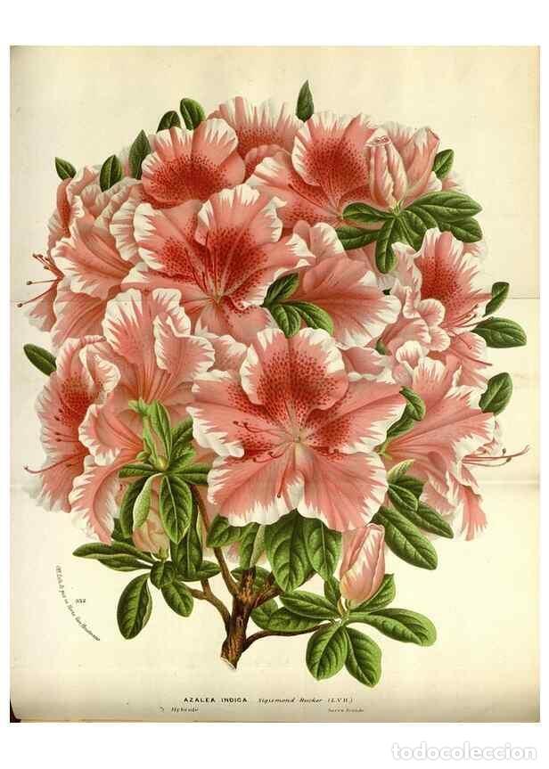 Collection Magazines and Newspapers: Reproducci&oacute;n/Reproduction 49588297942: Flore des serres et des jardins de l'Europe. A Gand :chez Lou