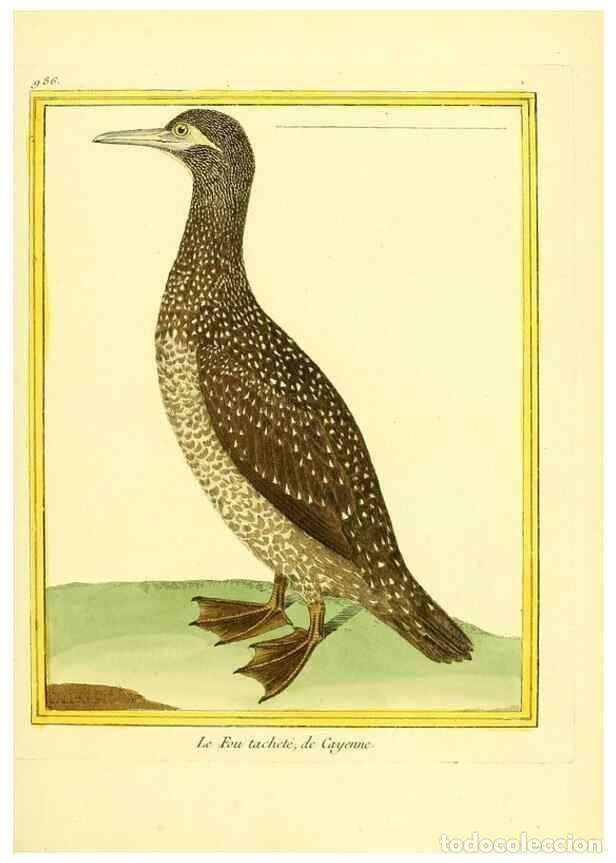 Collection Magazines and Newspapers: Reproducci&oacute;n/Reproduction 49640005463: Planches enlumin&eacute;es d'histoire naturelle. Paris? :s.n.,1765-1