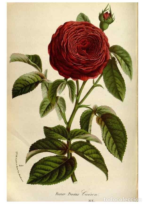 Collection Magazines and Newspapers: Reproducci&oacute;n/Reproduction 49587561888: Flore des serres et des jardins de l'Europe. A Gand :chez Lou