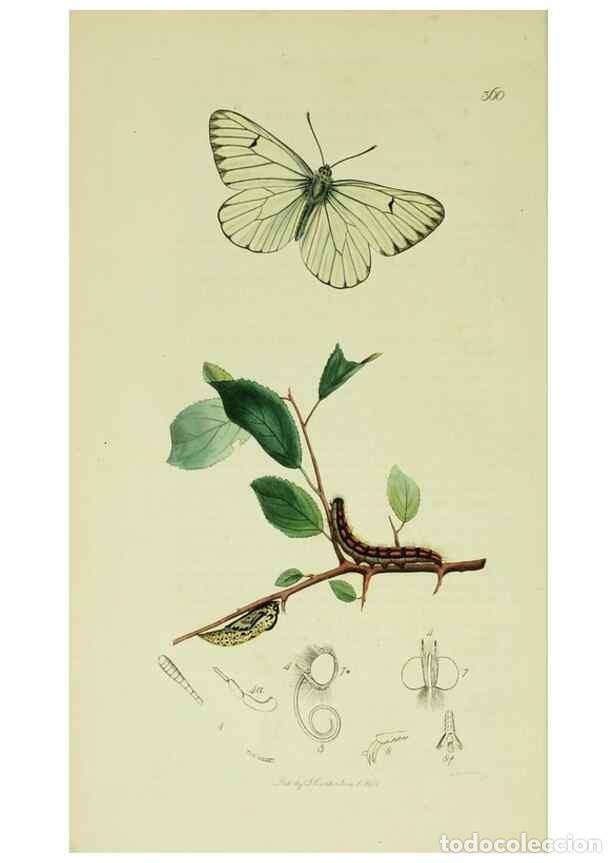 Collection Magazines and Newspapers: Reproducci&oacute;n/Reproduction 49640964007: British entomology :. London,Printed for the author,1823-1840