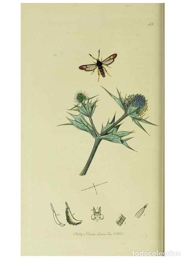 Collection Magazines and Newspapers: Reproducci&oacute;n/Reproduction 49640698711: British entomology :. London,Printed for the author,1823-1840