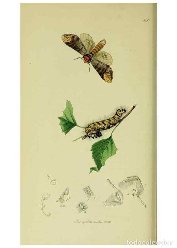 Collection Magazines and Newspapers: Reproducci&oacute;n/Reproduction 49640973882: British entomology :. London,Printed for the author,1823-1840