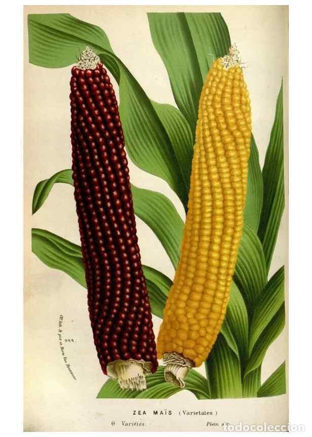 Collection Magazines and Newspapers: Reproducci&oacute;n/Reproduction 49588293007: Flore des serres et des jardins de l'Europe. A Gand :chez Lou