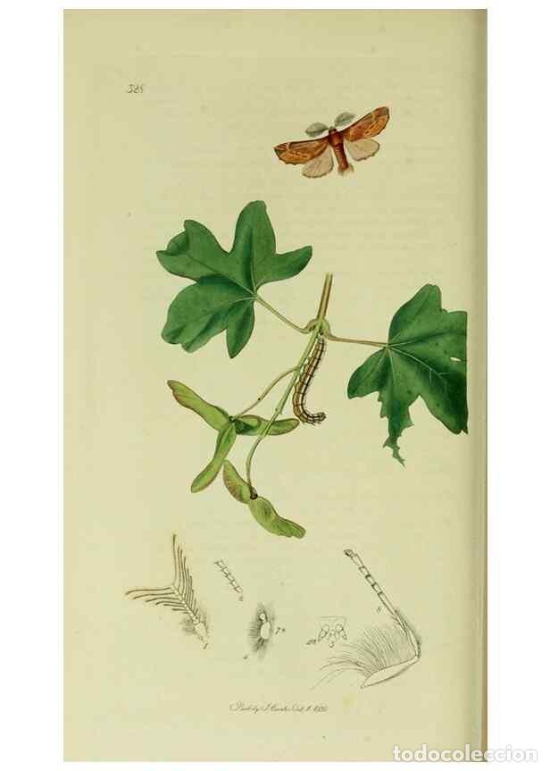 Collection Magazines and Newspapers: Reproducci&oacute;n/Reproduction 49640702616: British entomology :. London,Printed for the author,1823-1840