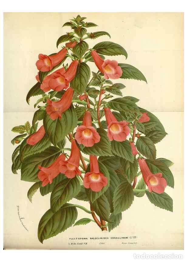 Collezionismo di Riviste e Giornali: Reproducci&oacute;n/Reproduction 49588172792: Flore des serres et des jardins de l'Europe. A Gand :chez Lou